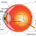 Eyeball dissection