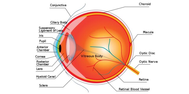 Eyeball dissection